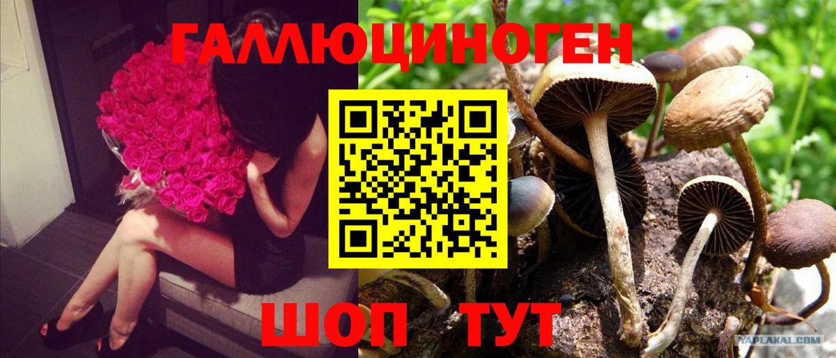 купить закладку  Псилоцибиновые грибы GOLDEN TEACHER  Вход с VPN  Камышин  Галлюциногенные грибы Magic Shrooms 